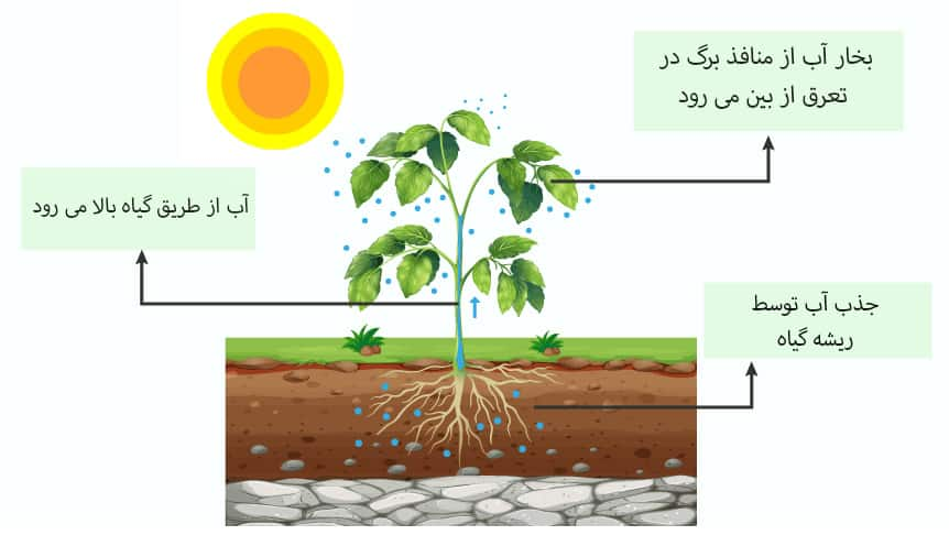 عمل تعریق در گیاهان