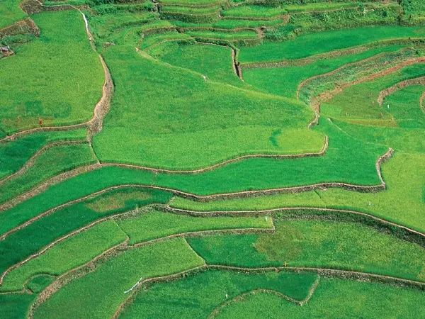 مصوبه الگوی کشت